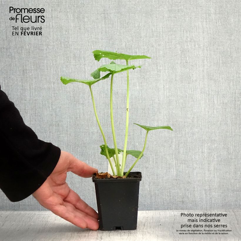 Amostra de Rose trémière - Alcea rosea Chater's Double Violet Vaso de 8/9 cm tal como entregue no inverno