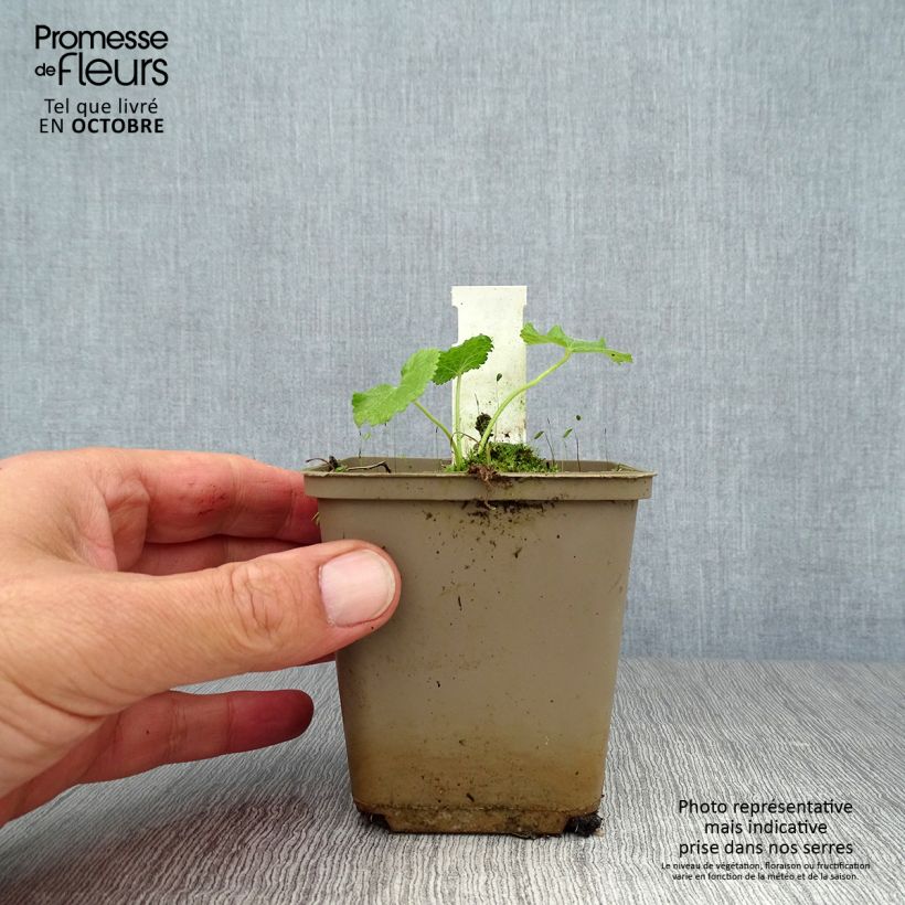 Amostra de Malvarisco Sunshine Vaso de 8/9 cm tal como entregue no outono