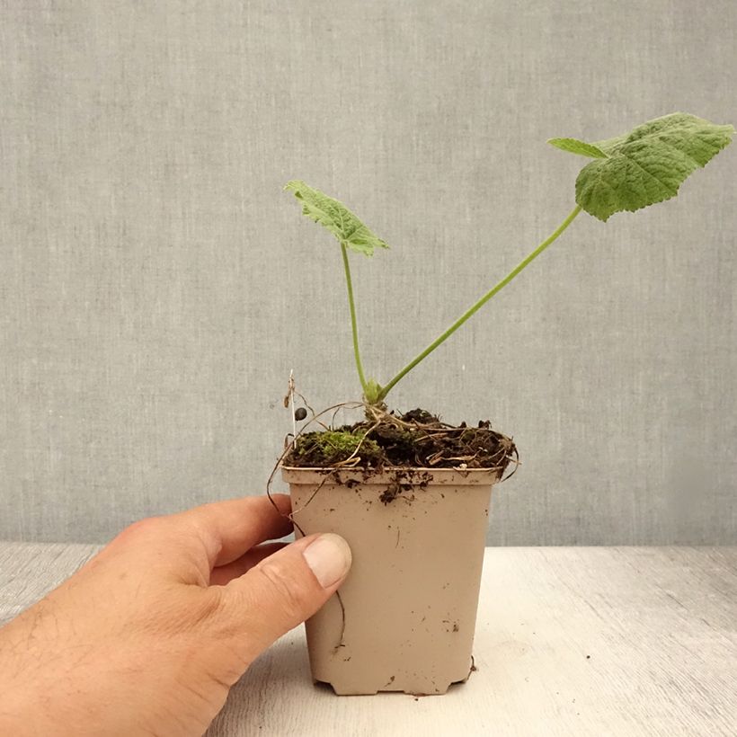 Amostra de Malvarisco Sunshine Vaso de 8/9 cm tal como entregue no verão