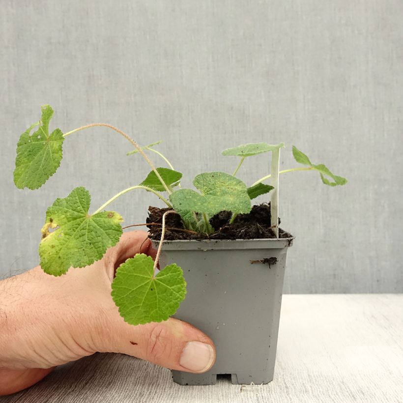 Amostra de Malva rosa - Alcea rugosa Vaso de 8/9 cm tal como entregue no outono