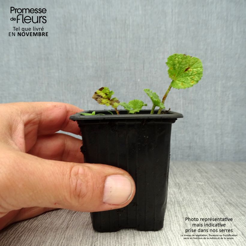 Amostra de Malvarisco Nigra Vaso de 7/8 cm tal como entregue no outono