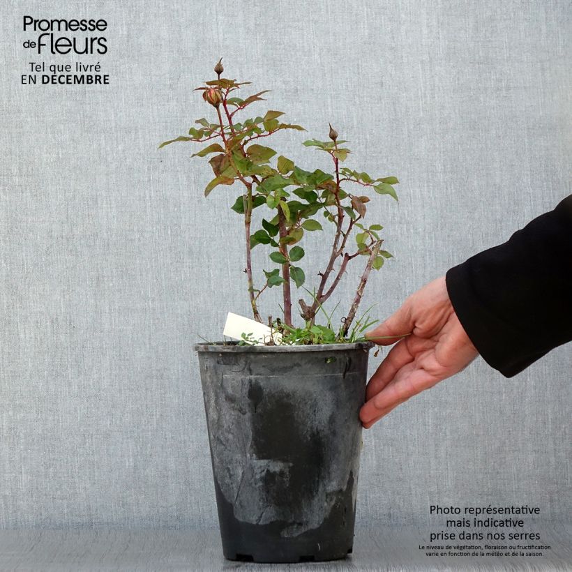 Amostra de Roseira floribunda Abbatiale de Pontigny Vaso de 4 L/5 L tal como entregue no outono