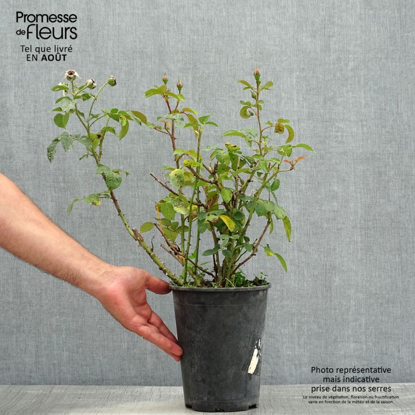Amostra de Roseira floribunda Abbatiale de Pontigny Vaso de 4 L/5 L tal como entregue no verão