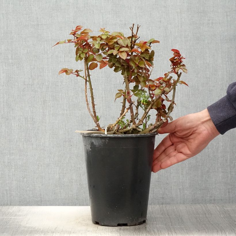 Amostra de Roseira floribunda Abbatiale de Pontigny Vaso de 4 L/5 L tal como entregue na primavera