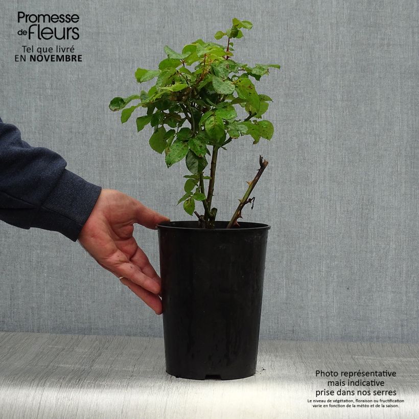 Amostra de Roseira floribunda Abracadabra Vaso de 3 L/4 L tal como entregue no outono
