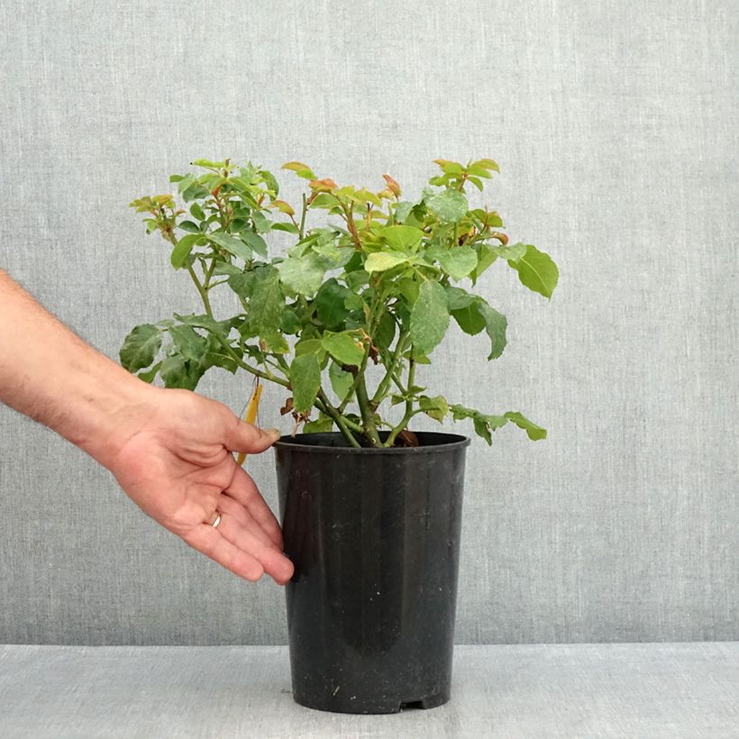 Amostra de Roseira floribunda Abracadabra Vaso de 3 L/4 L tal como entregue no verão