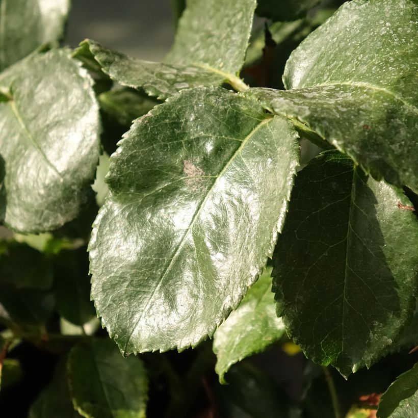 Roseira floribunda Abracadabra (Folhagem)