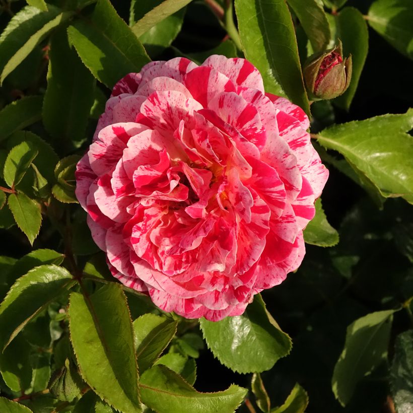 Roseira floribunda Abracadabra (Floração)