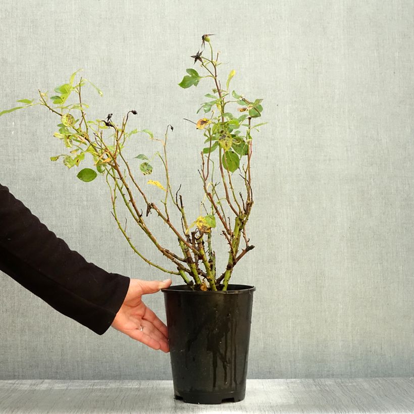 Amostra de Roseira floribunda Alain Vaso de 4 L/5 L tal como entregue no outono