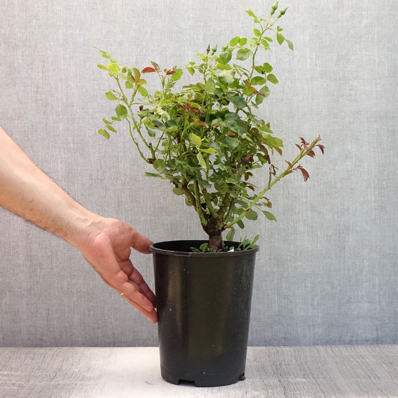 Amostra de Roseira floribunda Alain Vaso de 4 L/5 L tal como entregue no verão