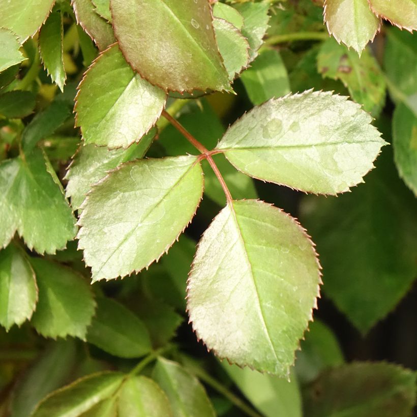 Roseira floribunda Alain (Folhagem)