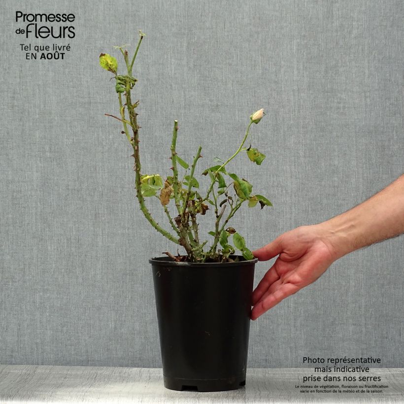 Amostra de Roseira floribunda Aline Mayrisch Vaso de 4 L/5 L tal como entregue no verão