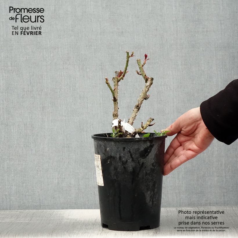 Amostra de Rosier à fleurs groupées Aline Mayrisch Rose Pot de 4L/5L tal como entregue no inverno