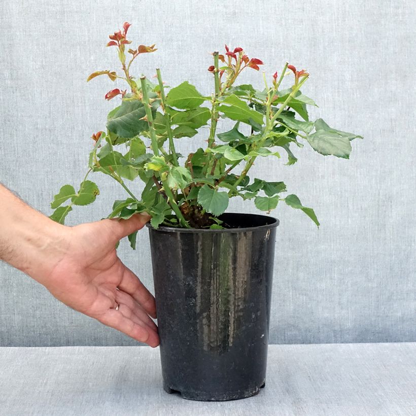 Amostra de Roseira floribunda Amber Queen Vaso de 2 L/3 L tal como entregue no verão