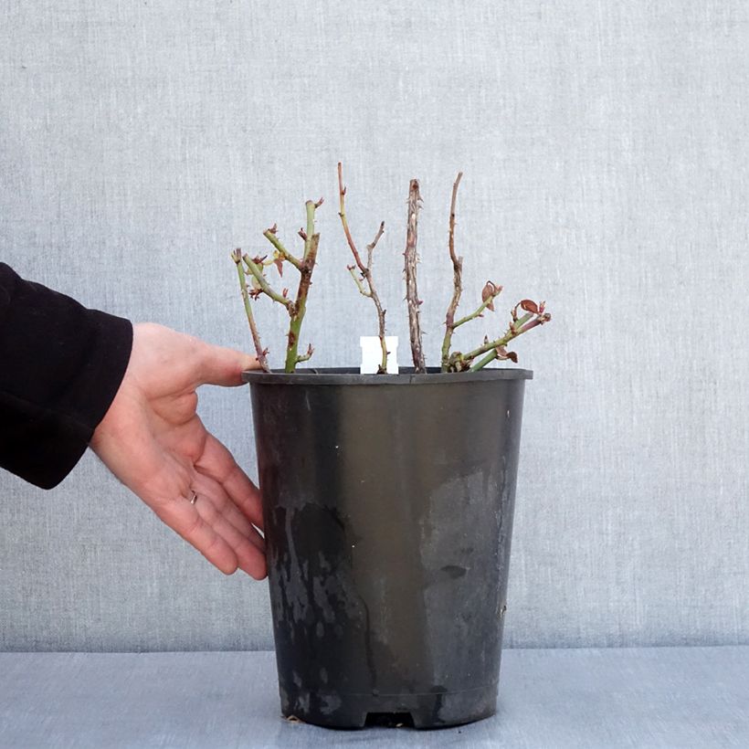 Amostra de Rosier à fleurs groupées Yellow MEILOVE ® (ANNY DUPEREY ® Meitongas) Vaso de 4 L/5 L tal como entregue no inverno