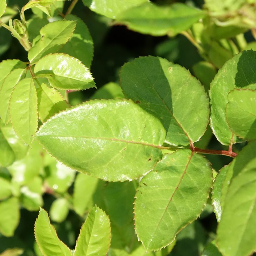 Roseira floribunda Anny Duperey - Rosa (Folhagem)