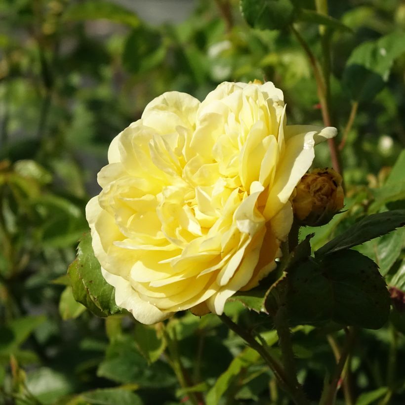 Roseira floribunda Anny Duperey - Rosa (Floração)