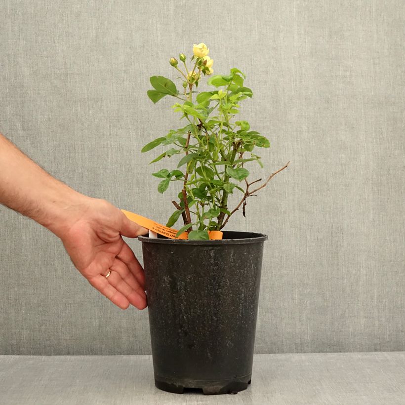 Amostra de Roseira floribunda Anny Duperey - Rosa Vaso de 4 L/5 L tal como entregue no verão