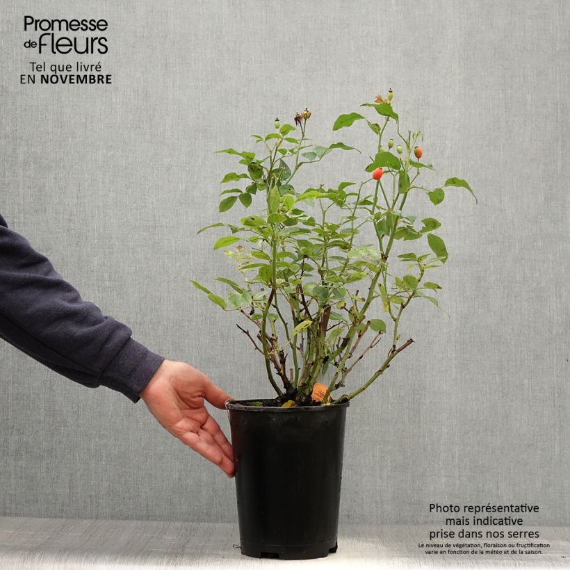 Amostra de Roseira floribunda Astronomia Vaso de 4 L/5 L tal como entregue no outono