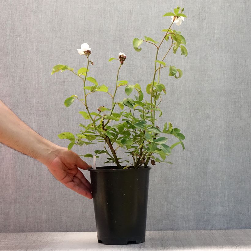Amostra de Roseira floribunda Astronomia Vaso de 4 L/5 L tal como entregue no verão