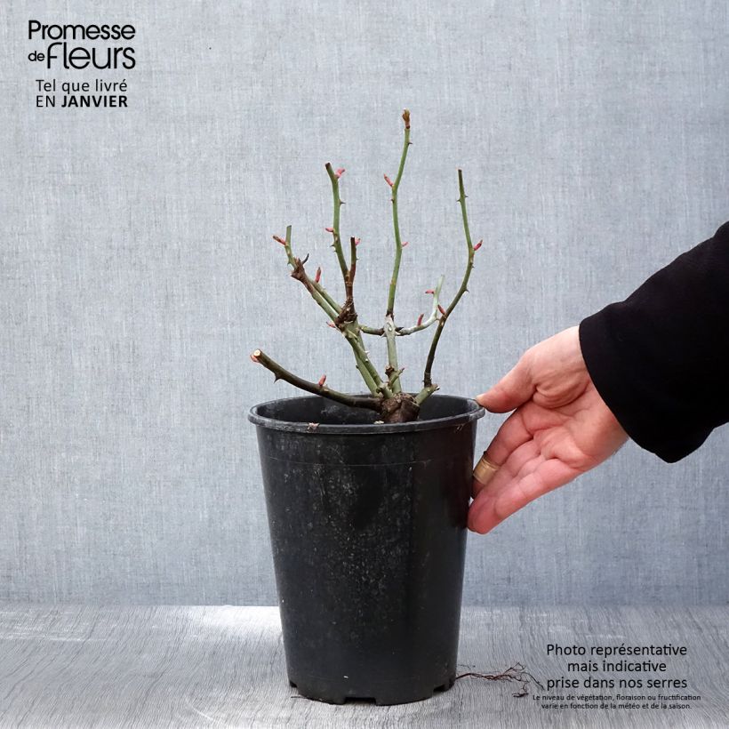 Amostra de Rosier à fleurs groupées Astronomia Vaso de 4 L/5 L tal como entregue no inverno
