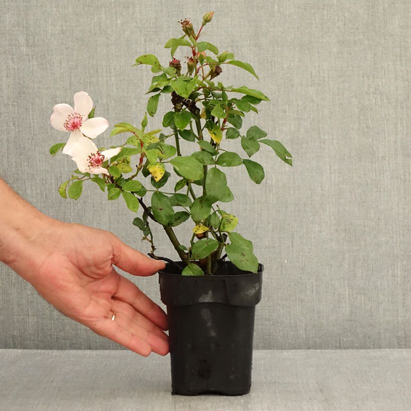 Amostra de Roseira floribunda Astronomia Vaso de 10 cm/11 cm tal como entregue no verão