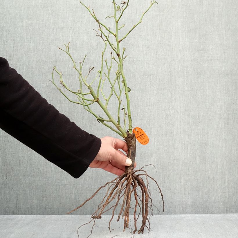 Amostra de Rosier à fleurs groupées Astronomia Raízes nuas tal como entregue no inverno