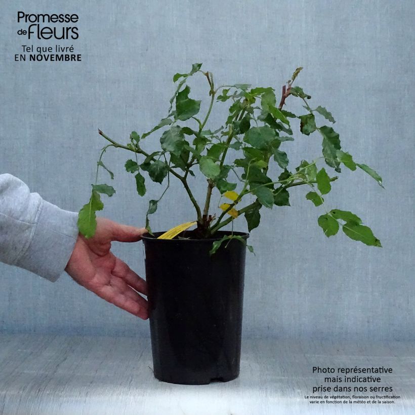 Amostra de Roseira floribunda Bentheimer Gold Vaso de 2 L/3 L tal como entregue no outono
