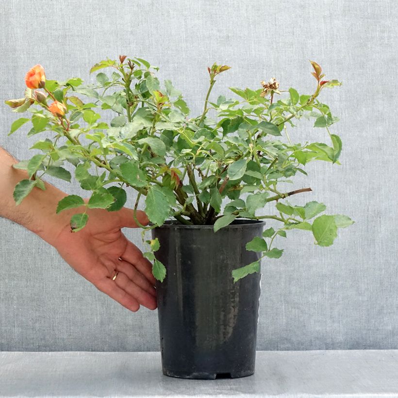 Amostra de Roseira floribunda Bentheimer Gold Vaso de 2 L/3 L tal como entregue no verão