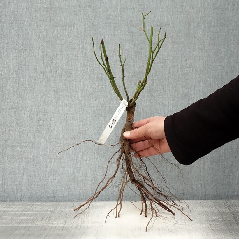 Amostra de Rosier à fleurs groupées Bentheimer Gold Raízes nuas tal como entregue no inverno