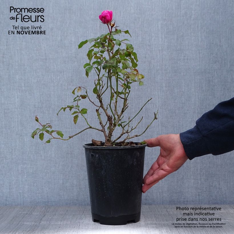Amostra de Roseira floribunda Berleburg Castle Vaso de 3 L/4 L tal como entregue no outono