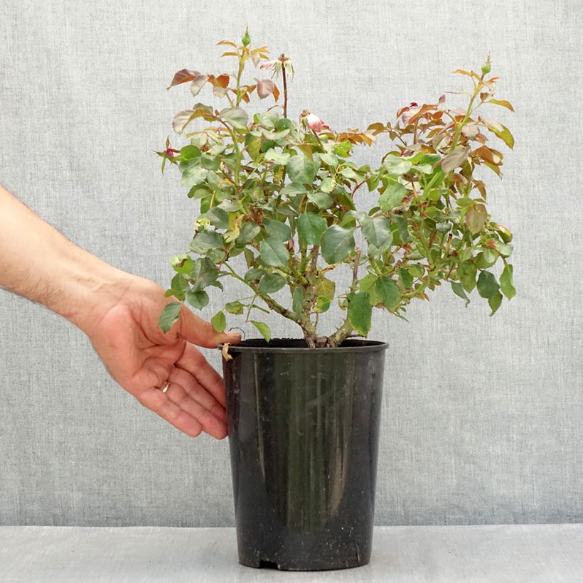 Amostra de Roseira floribunda Berleburg Castle Vaso de 3 L/4 L tal como entregue no verão