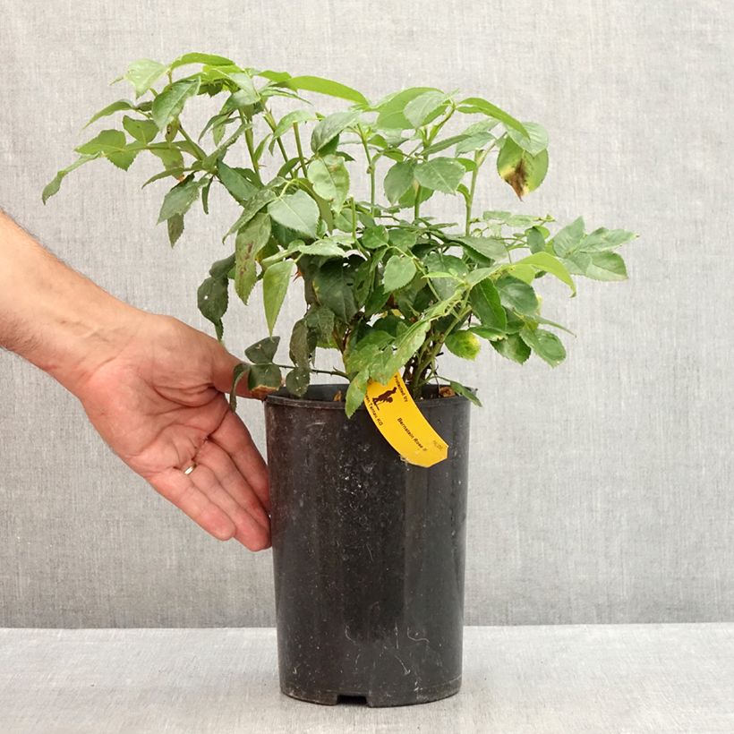 Amostra de Roseira floribunda Amaroela Vaso de 2 L/3 L tal como entregue no verão