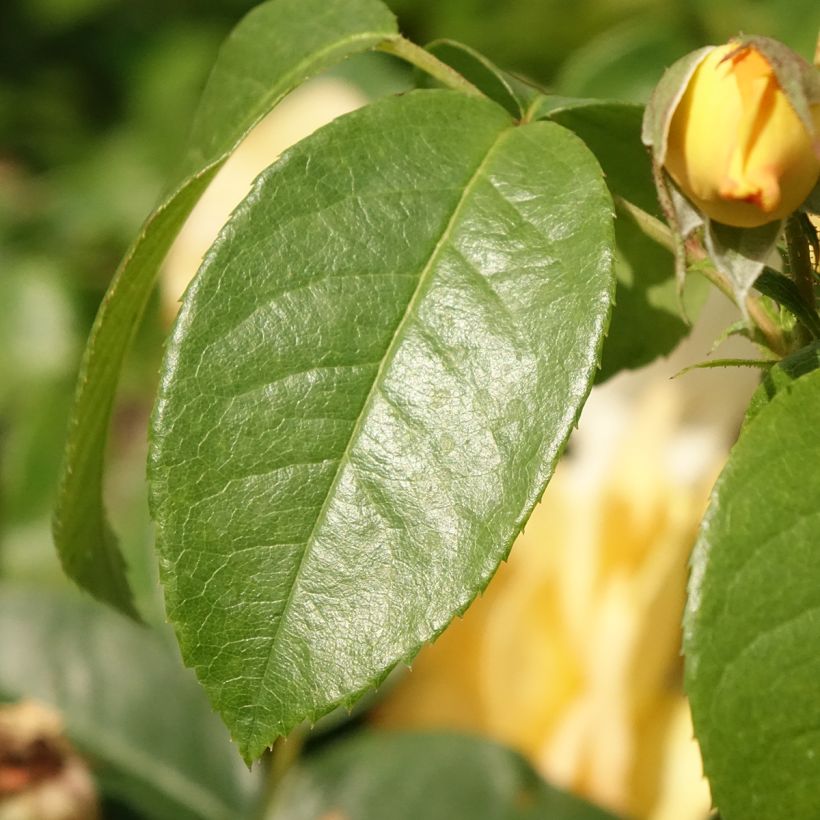 Roseira floribunda Amaroela (Folhagem)