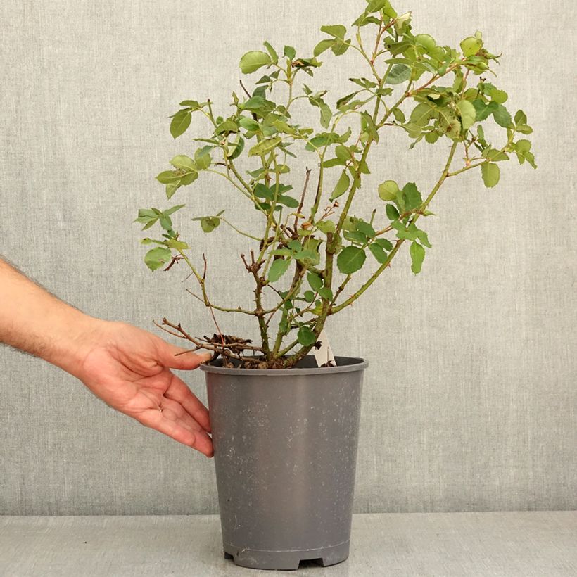 Amostra de Roseira floribunda Blue Eyes Vaso de 4 L/5 L tal como entregue no verão