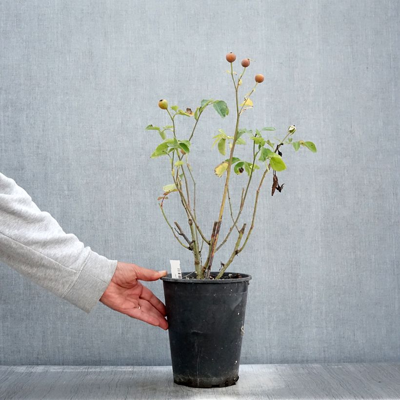 Amostra de Rosier à fleurs groupées Bluebell Pot de 4L/5L tal como entregue no outono