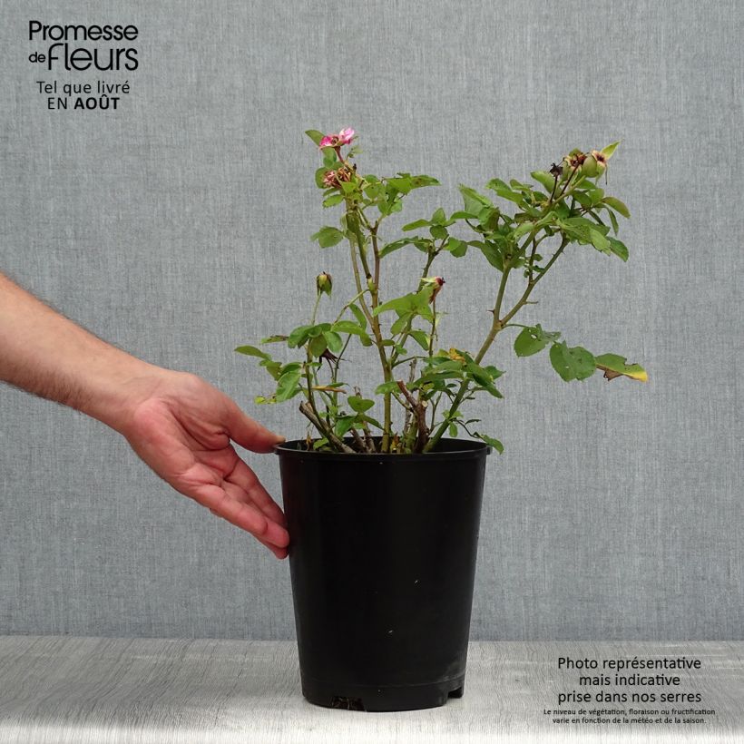 Amostra de Roseira floribunda Bluebell Vaso de 4 L/5 L tal como entregue no verão