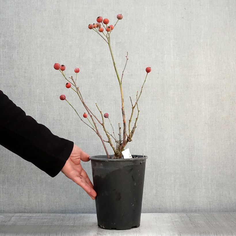 Amostra de Rosier à fleurs groupées Bluebell Vaso de 4 L/5 L tal como entregue no inverno