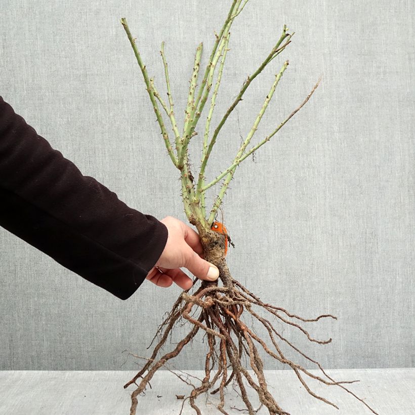 Amostra de Rosier à fleurs groupées Bluebell Raízes nuas tal como entregue no inverno