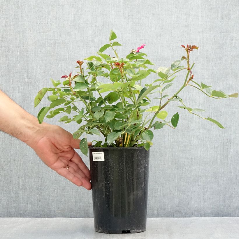 Amostra de Rosier à fleurs groupées Bordeaux Vaso de 4 L/5 L tal como entregue no verão