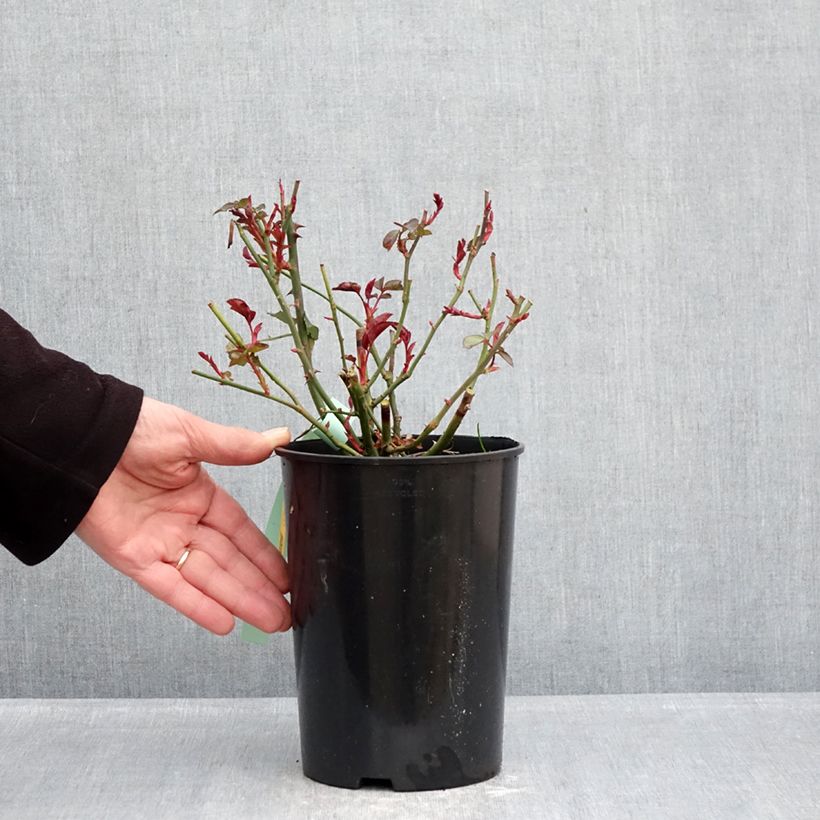 Amostra de Roseira floribunda Bordeaux Vaso de 4 L/5 L tal como entregue no inverno