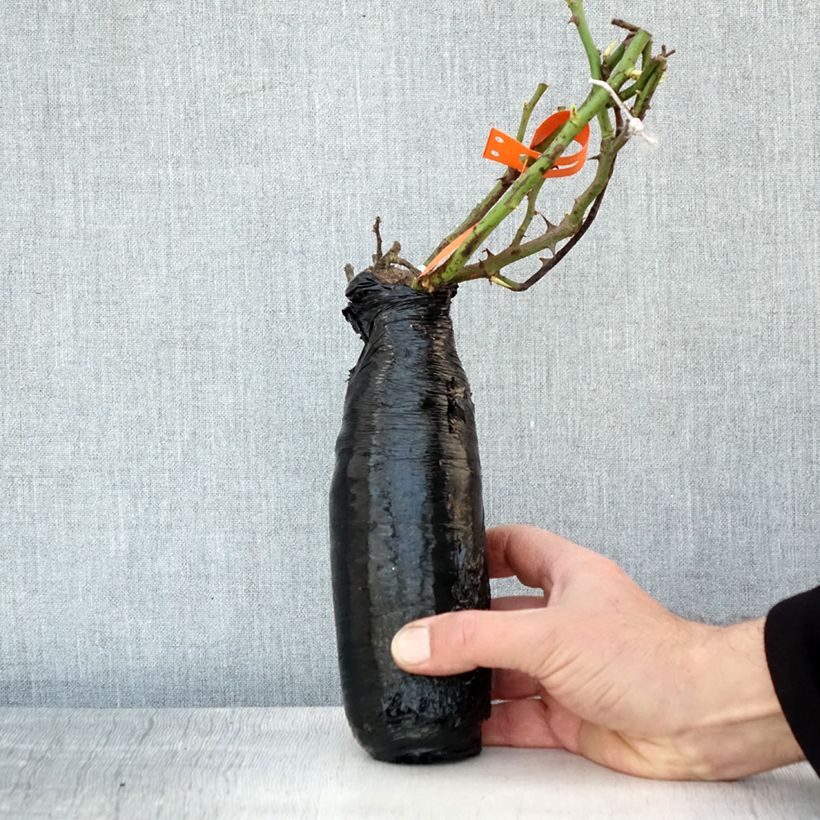 Amostra de Rosier à fleurs groupées Botticelli Raízes nuas em torrão tal como entregue no inverno