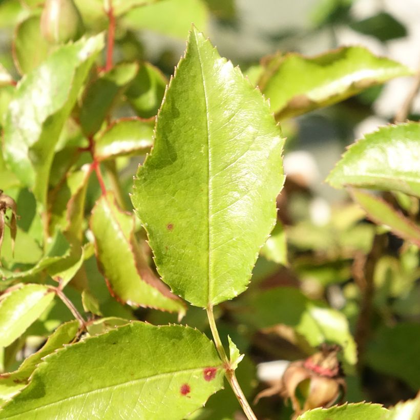 Roseira floribunda Botticelli (Folhagem)