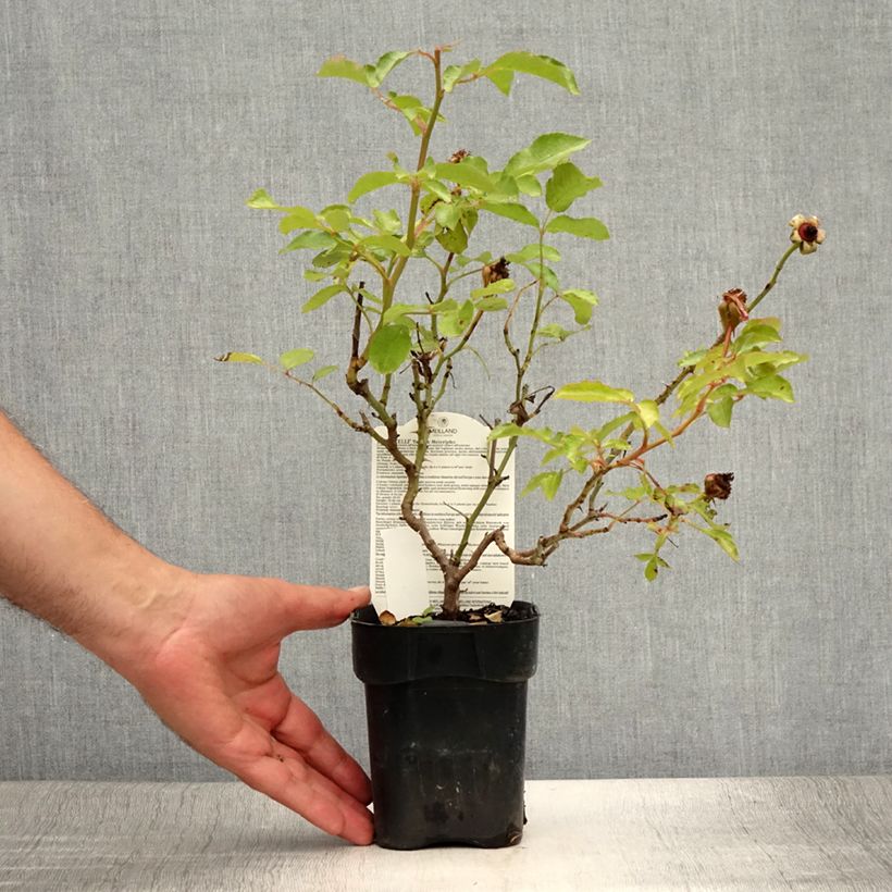 Amostra de Roseira floribunda Botticelli Vaso de 10 cm/11 cm tal como entregue no verão