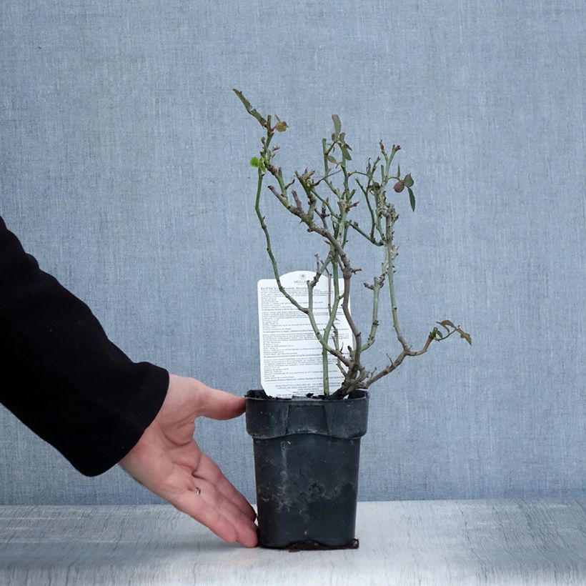 Amostra de Rosier à fleurs groupées Botticelli Vaso de 10 cm/11 cm tal como entregue no inverno