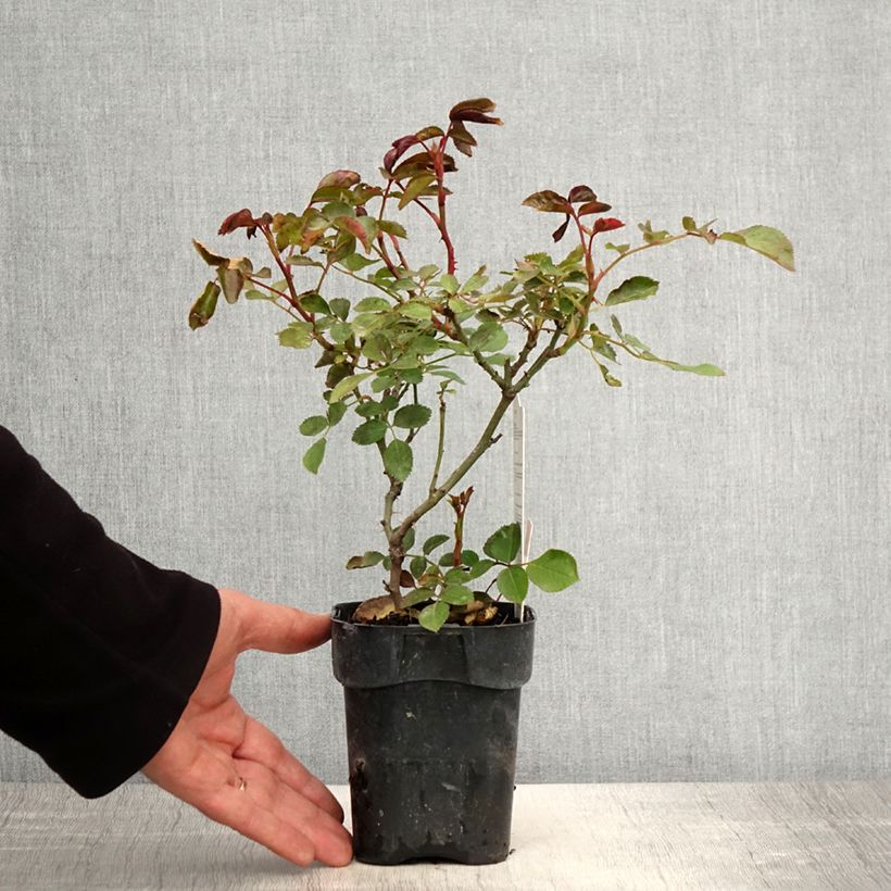 Amostra de Roseira floribunda Botticelli Vaso de 10 cm/11 cm tal como entregue na primavera