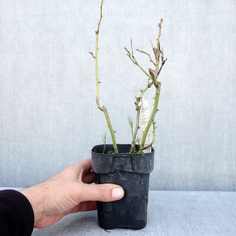 Amostra de Roseira floribunda Botticelli Vaso de 10 cm/11 cm tal como entregue no outono