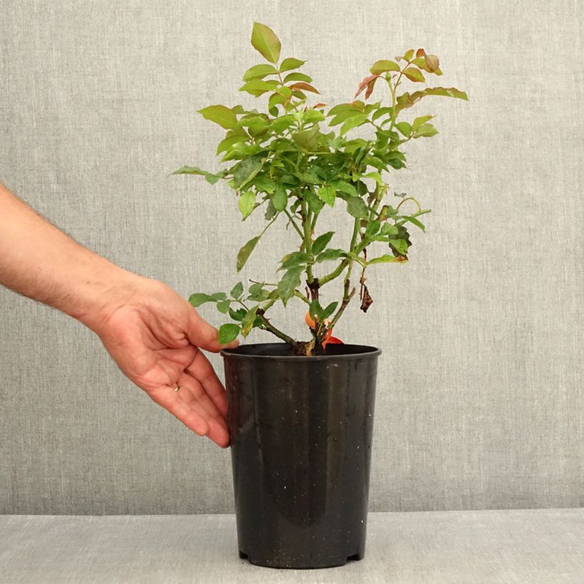 Amostra de Rosier à fleurs groupées Botticelli Vaso de 4 L/5 L tal como entregue no verão