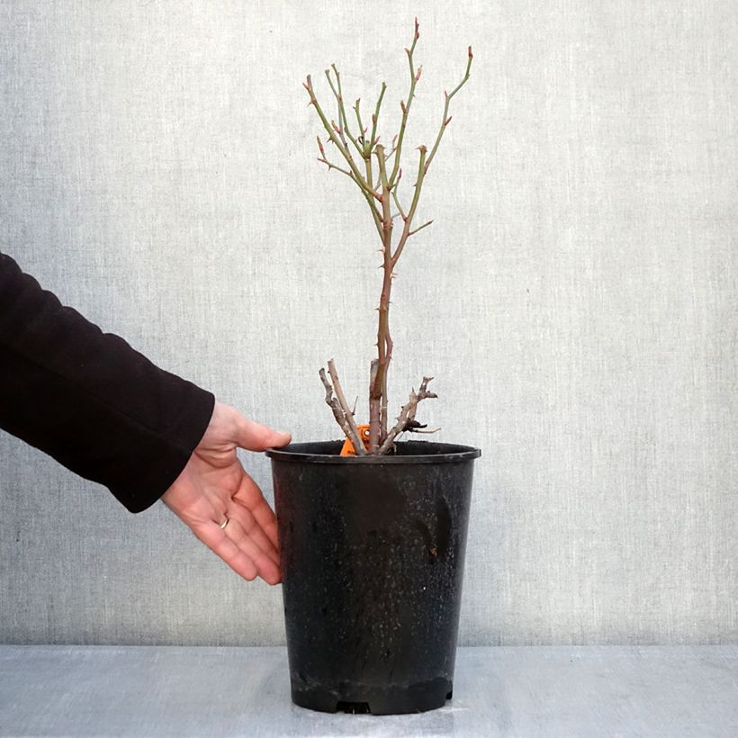 Amostra de Roseira floribunda Botticelli Vaso de 4 L/5 L tal como entregue no inverno