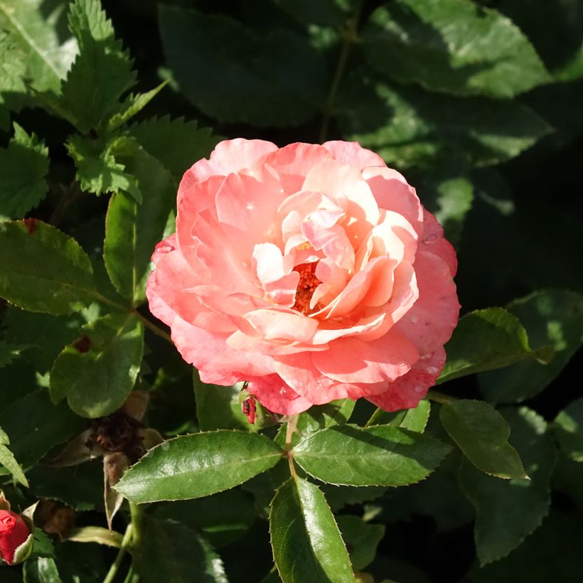 Roseira floribunda Botticelli (Floração)